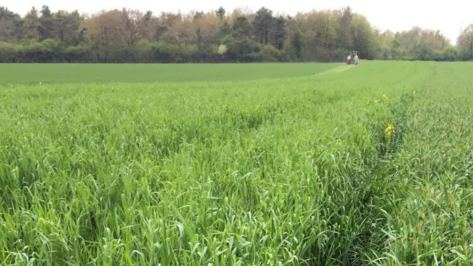 Après trois années d’essai, le seigle fourrager a été retenu comme source de biomasse, une espèce rustique et résistante aux aléas climatiques.